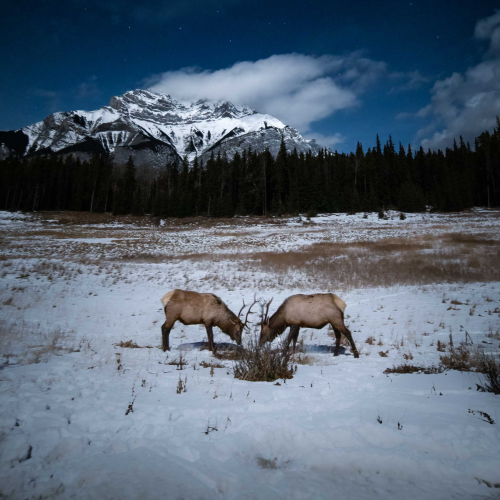 Elk Fight Under Moonlight