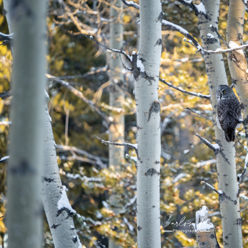 Mr. Owl during sunset