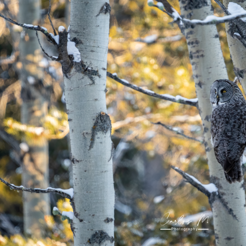 Mr. Owl during sunset
