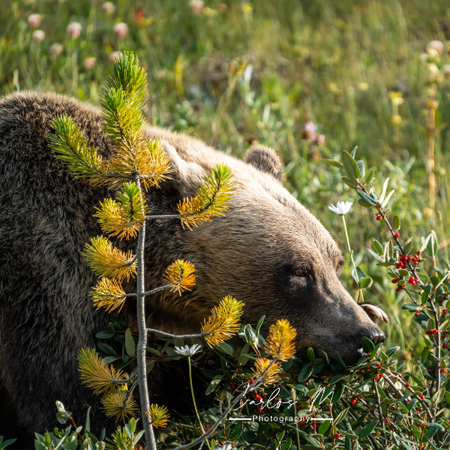 Claws vs Berries