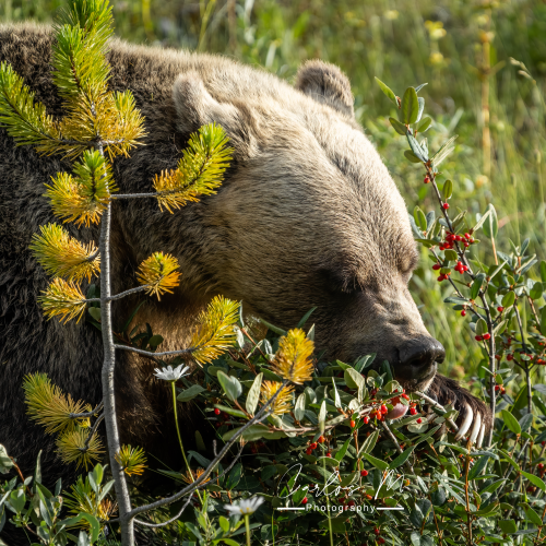 Claws vs Berries