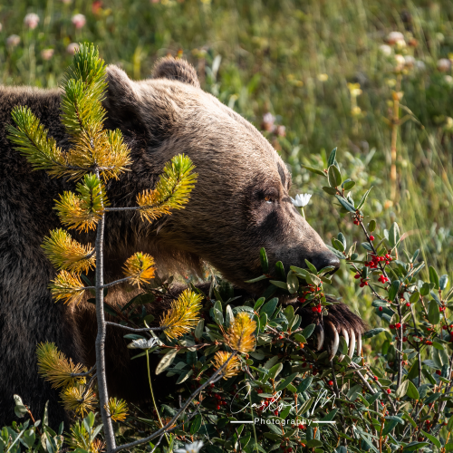 Claws vs Berries