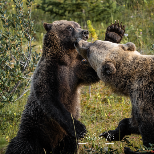 Grizzly sow and cub ready to rumble!