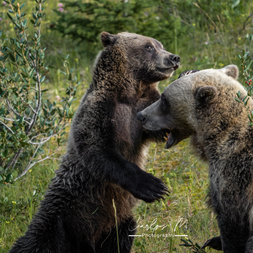 Grizzly sow and cub ready to rumble!