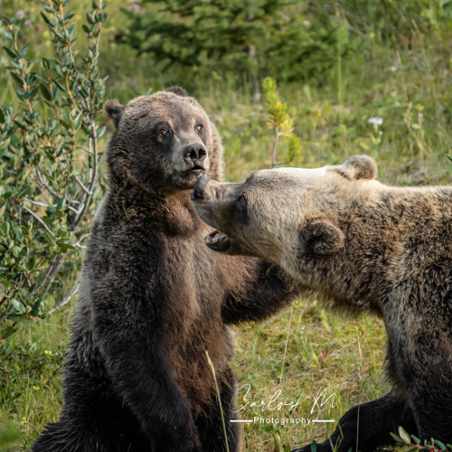 Grizzly sow and cub ready to rumble!