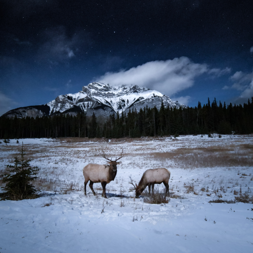 Elk Beneath the Stars
