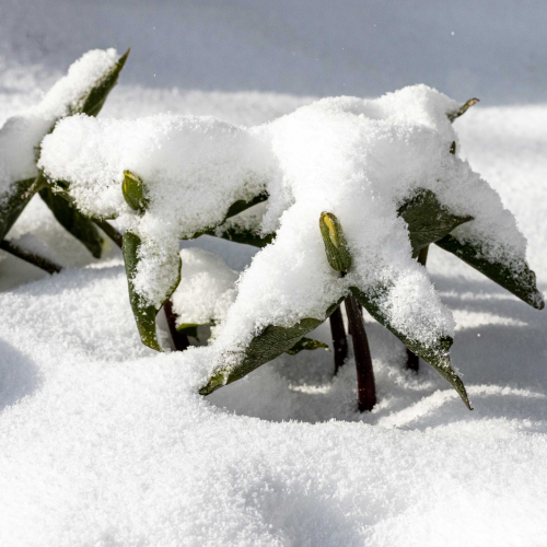 Trilliums Under Snow