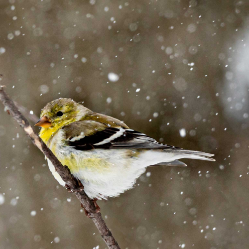 Gold Finch caught in a snow storm