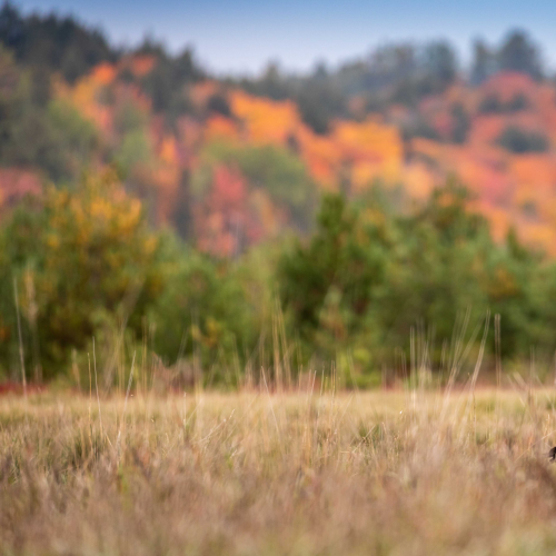 Canada Goose