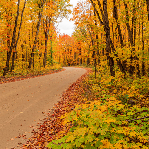 Fall Foliage