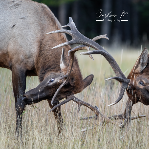 Two young bulls sparing