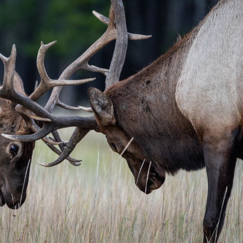 Two young bulls sparing