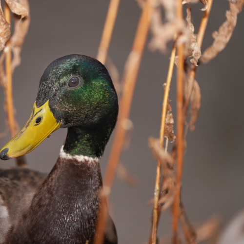 Duc of ducks