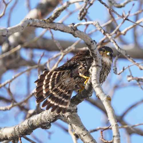 Predator