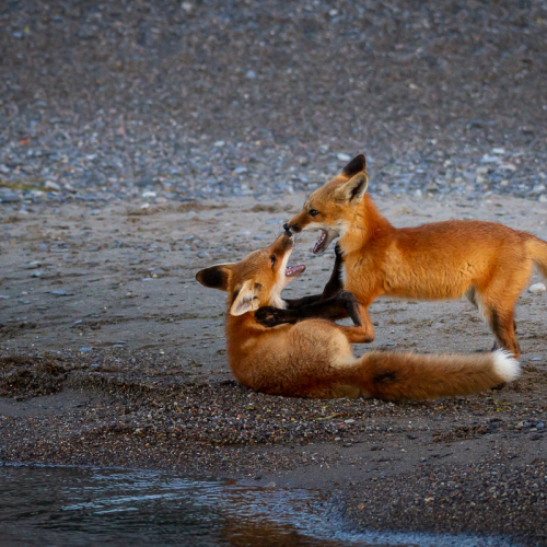 Brotherly Love