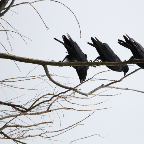 Three Crows Down