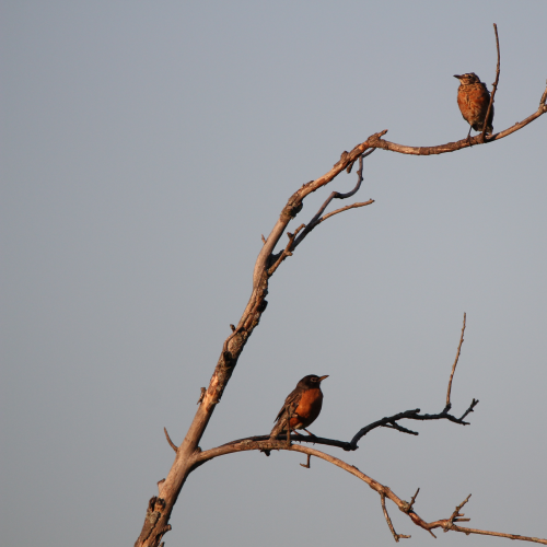 Related Robins