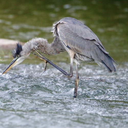 Great Blue Heron