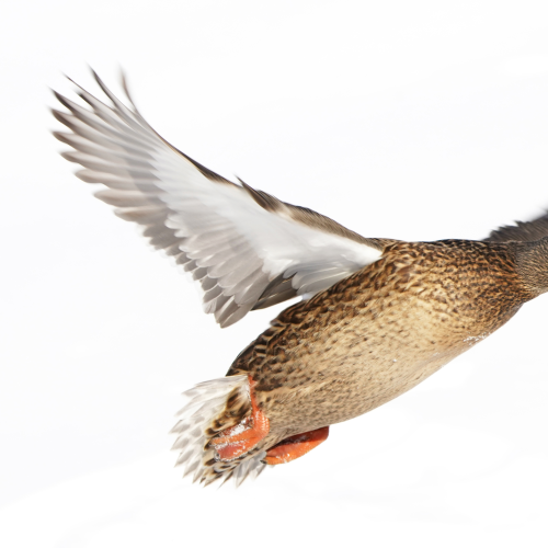The flight