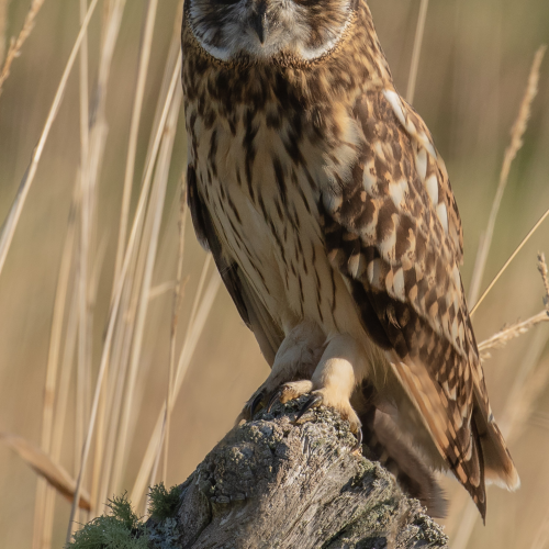 MAarshland Beauty: Short-eared Owl