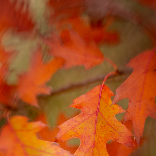 Fall Splendor