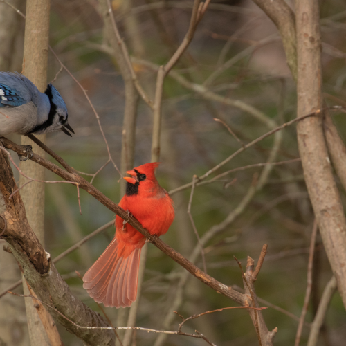 Blue Jays verses Cardinals