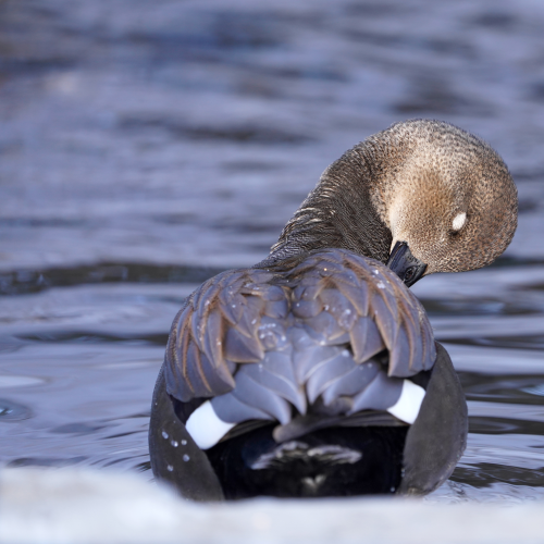 Winter visitor