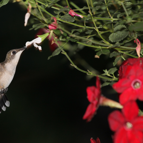 FEEDING AT NIGHT
