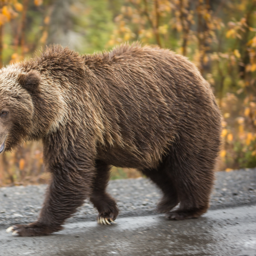 Grizzly Bear