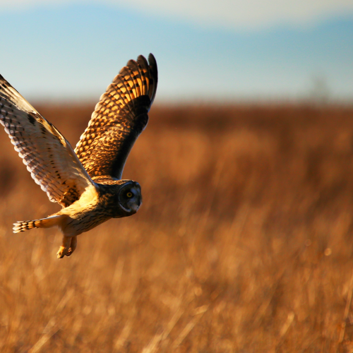 Short Eared Owl on the Hunt