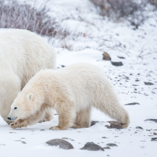 Polar Bear Mom and Cub