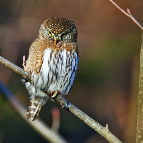 Pygmy Owl Resting