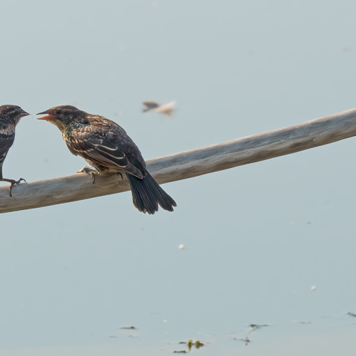 Feeding Time