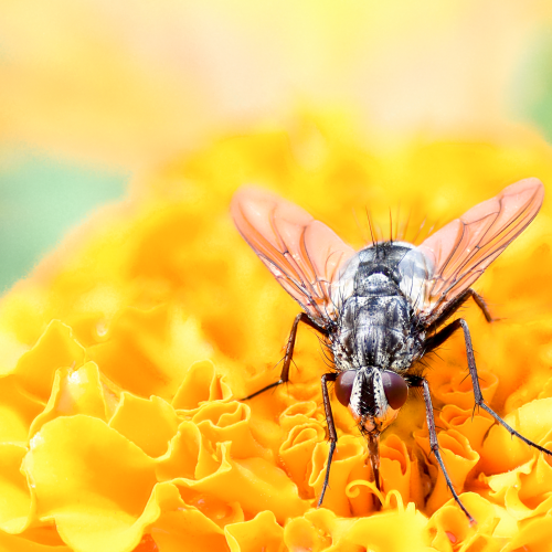 Fly