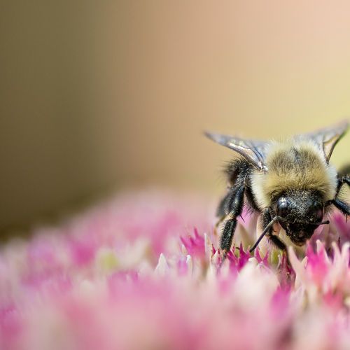 Pollen Transport