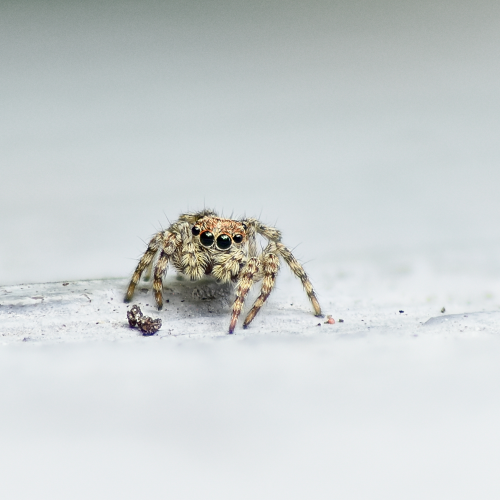 Tiny Visitor