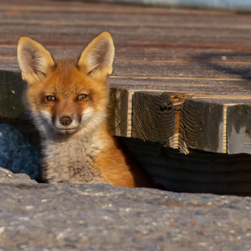 The Urban Fox Kit