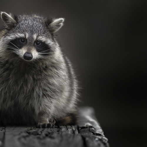 Racoon on a Bench