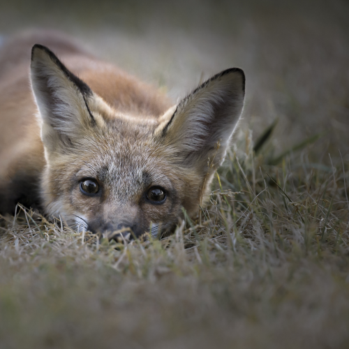 Curious Fox Kit