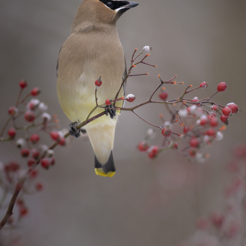Cedar Waxwing