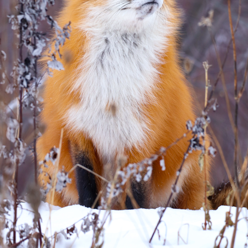 Red fox 