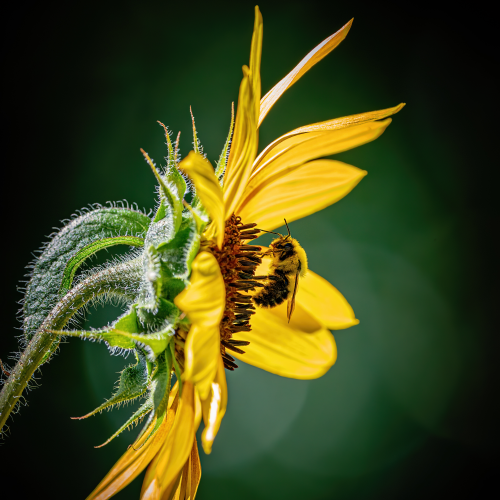 Bee Enjoying Sunflower