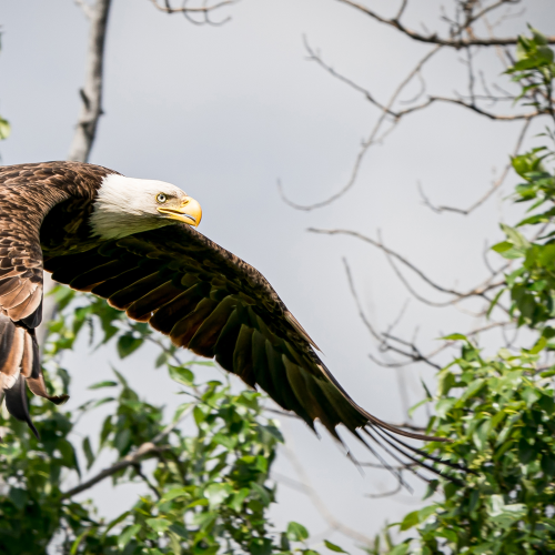 Eagle Flying through Prairie Bush