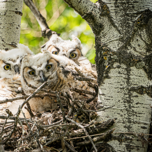 Wee Three Owls