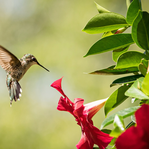 Ruby Throated Hummingbird Approaching 