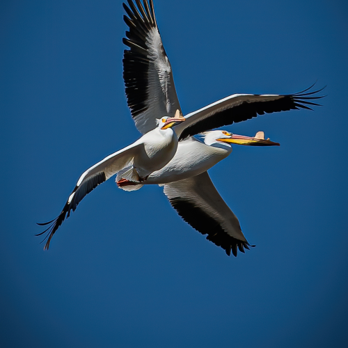 Pelicans in Flight