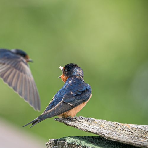 Swallow Baby Begging for Breakfast