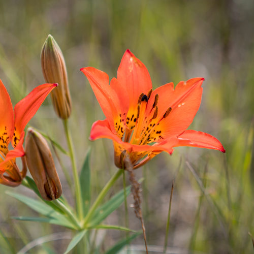 Tiger Lilies in Spring