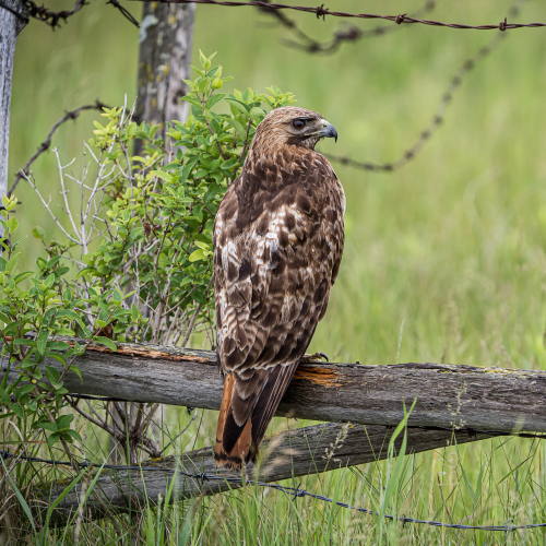 Red Tailed Hawk Resting on an Old Fenceline