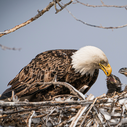 Lunch at the Nest